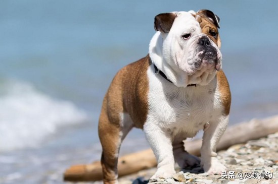 西班牙斗牛梗的实力