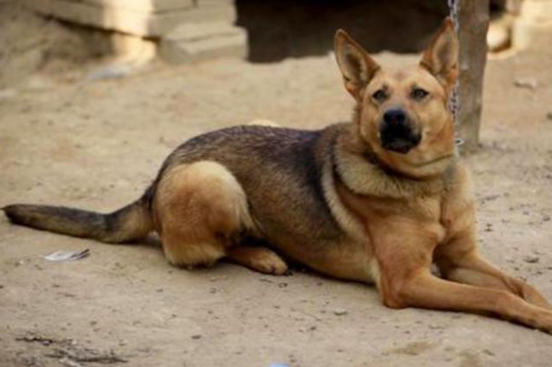 关于狗的谚语有哪些