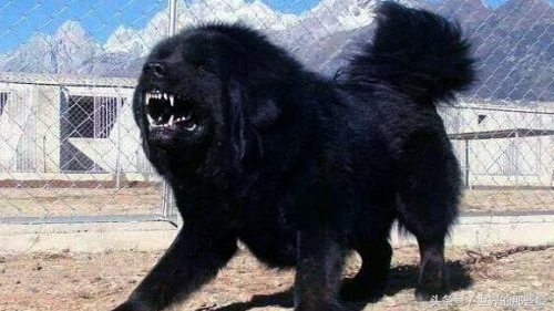 藏狮与藏獒谁厉害