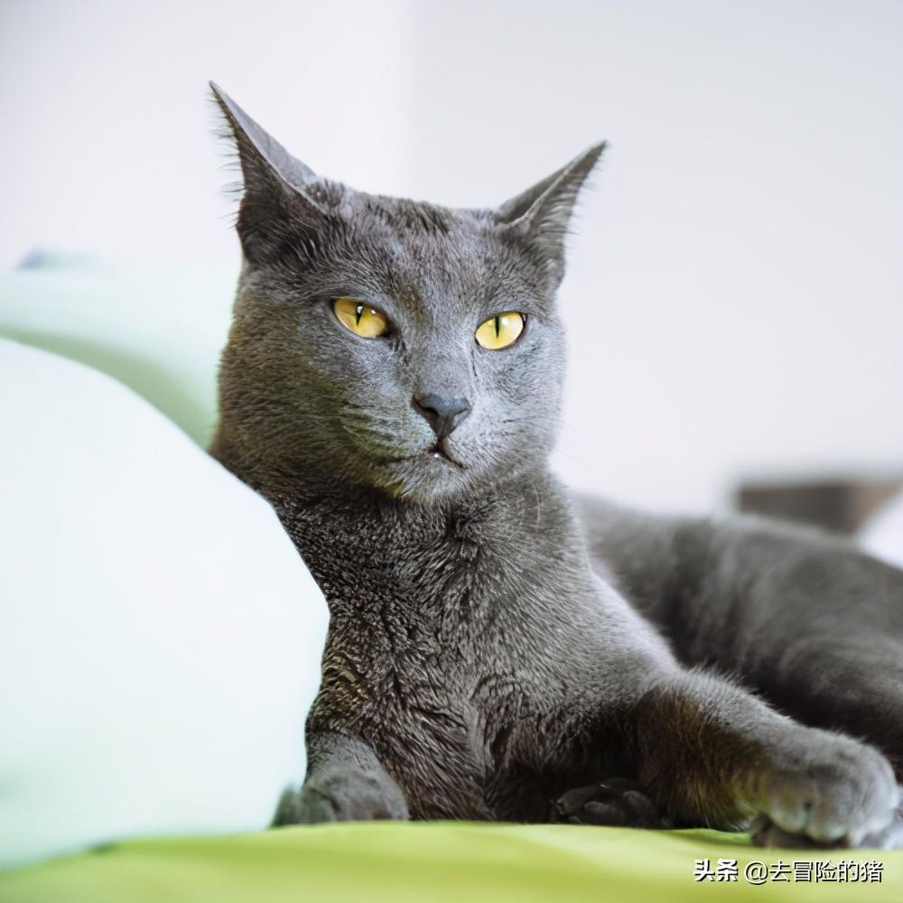 俄罗斯的猫品种大全