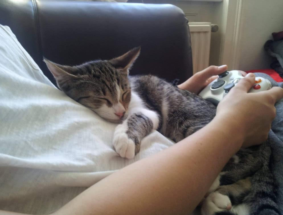 什么猫最可爱最萌最粘人