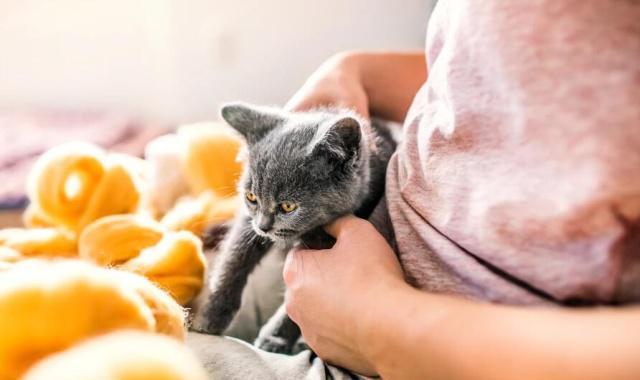 养猫的幸福感等级