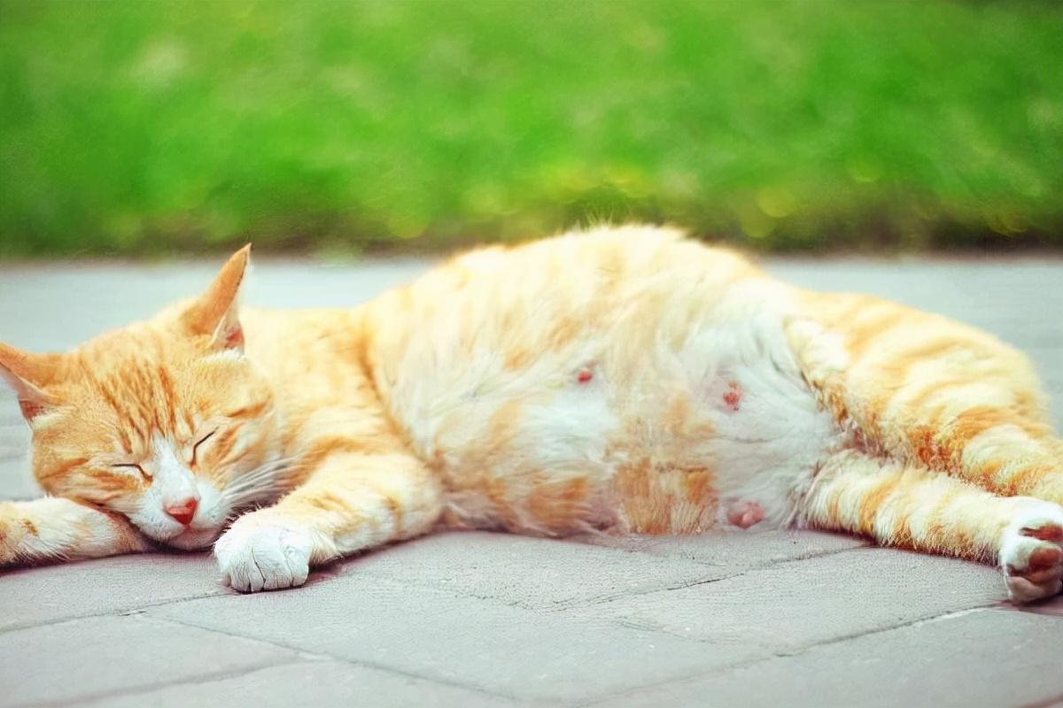 如何辨别猫是否怀孕