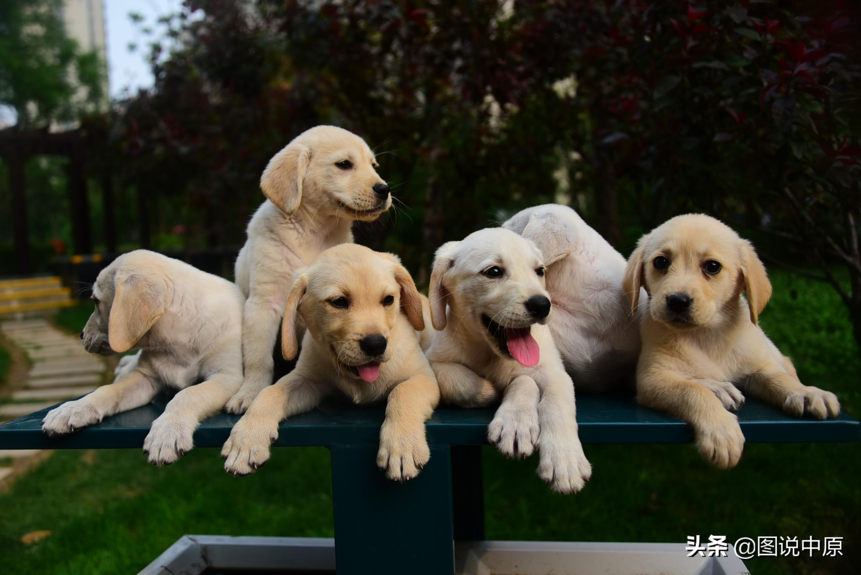 拉布拉多幼犬的图片