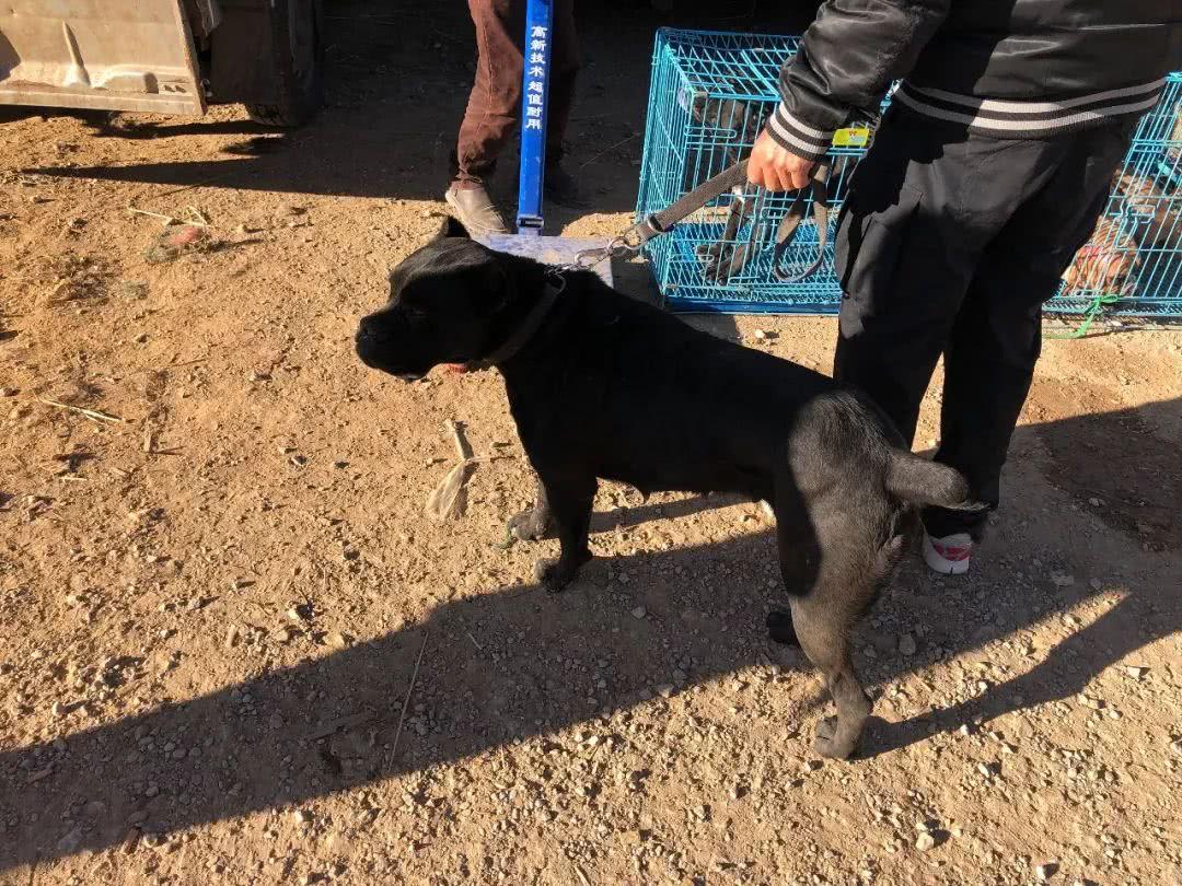 哪里有纯种的杜高犬卖