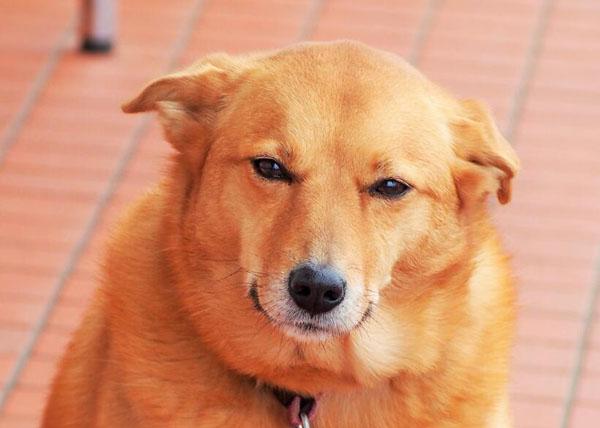 犬瘟熬过多少天有希望存活