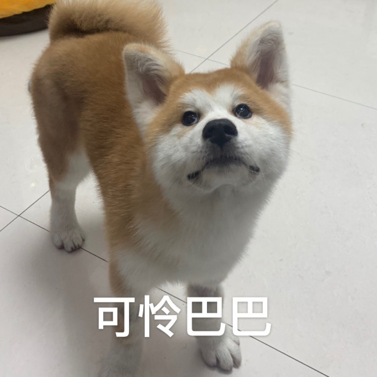 美系秋田犬多少钱一只