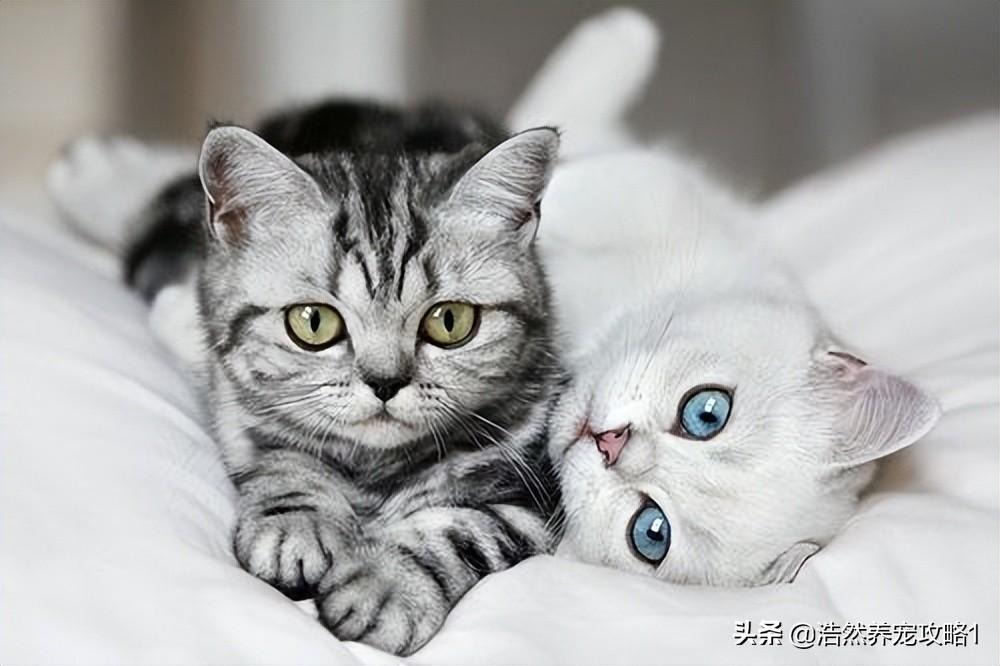 怎么让小母猫不要叫