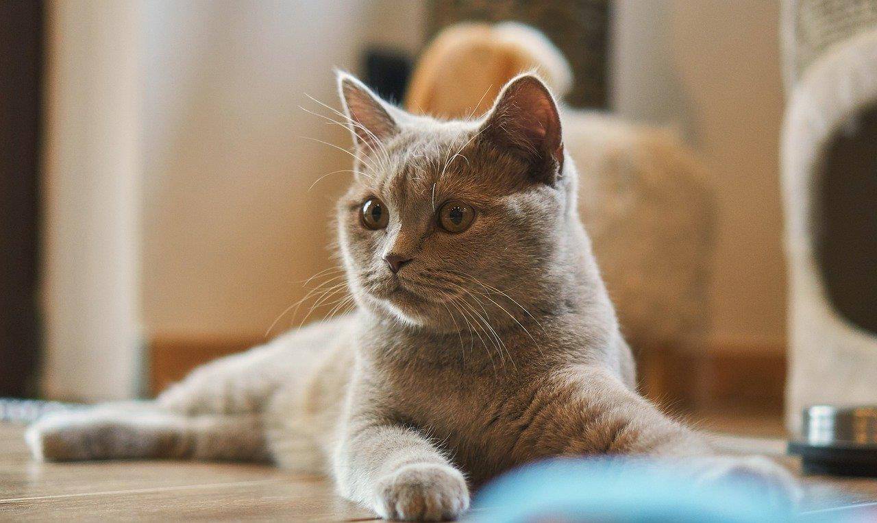 猫咪踩奶舔人是什么意思啊