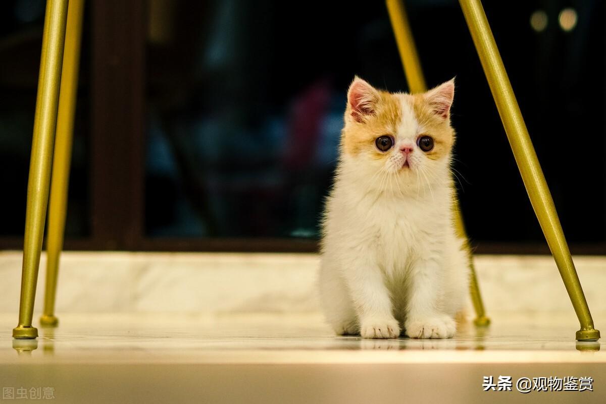 加菲猫多少钱一只(新手养加菲猫注意事项）