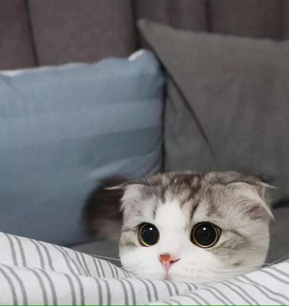 猫的网名最有独特性的