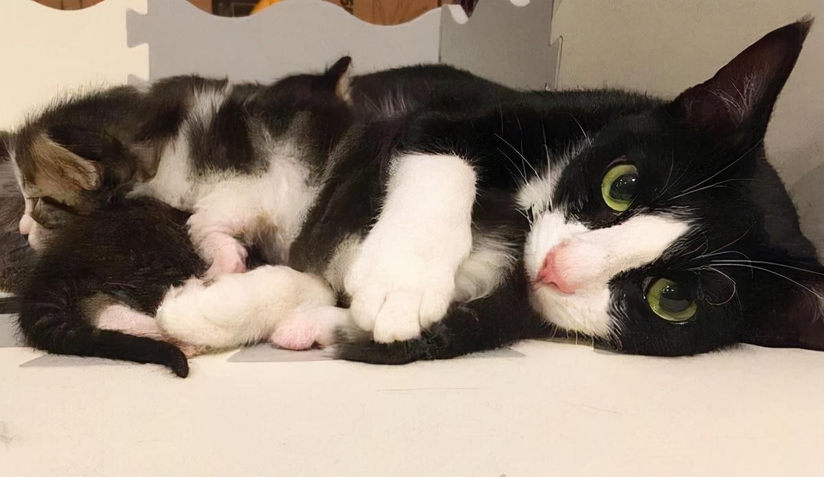 母猫吃小猫会留下头吗