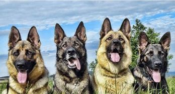 狼狗的种类主要有哪些