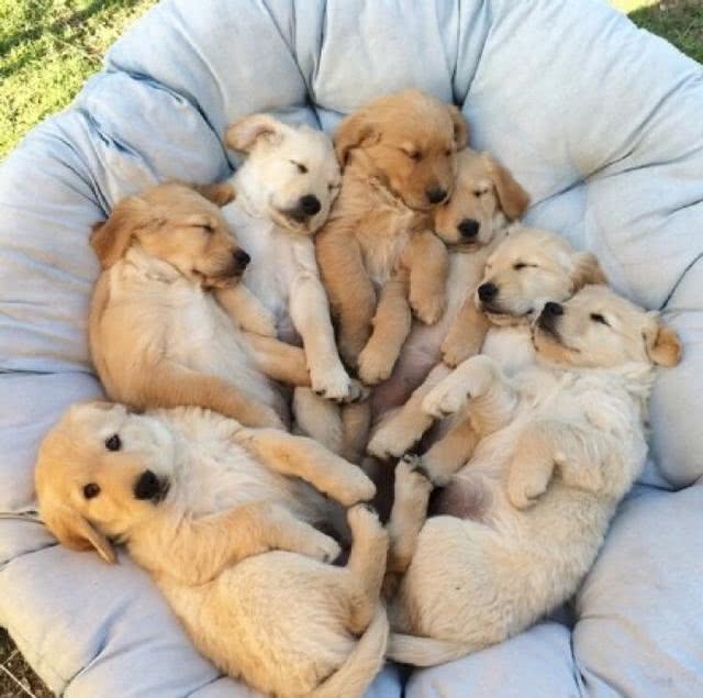 狗王有什么特点