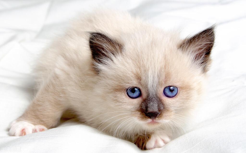 猫咪生产过程要多久