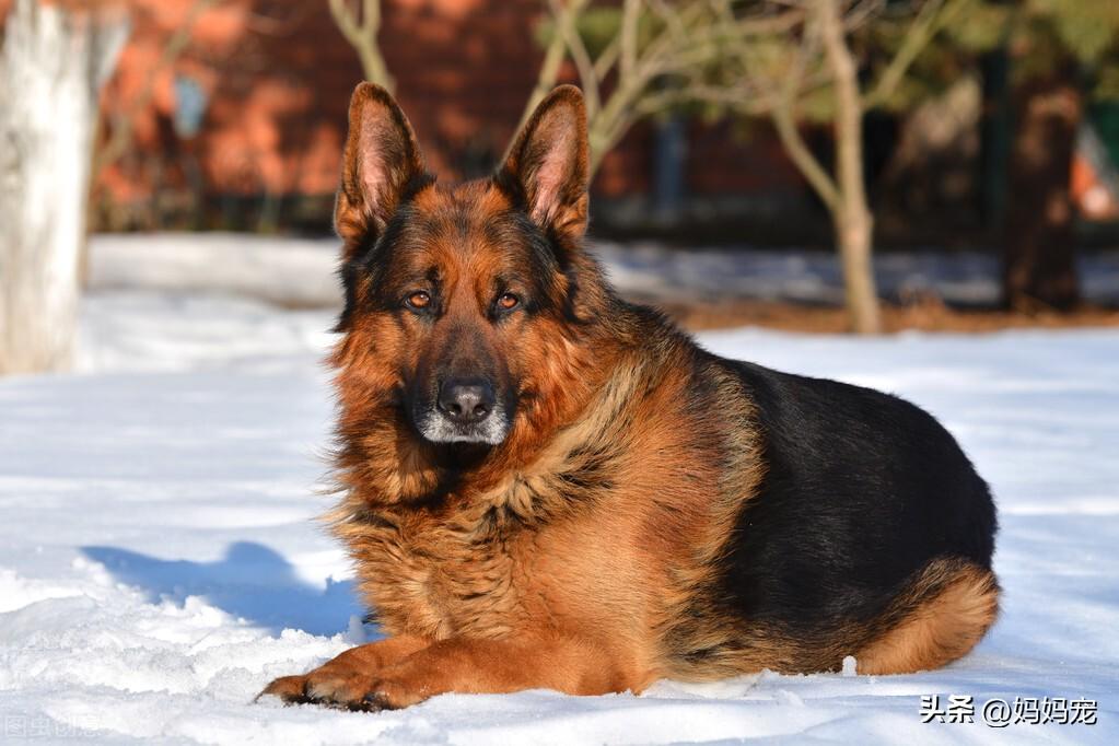 正宗德牧幼犬一只一般多少钱