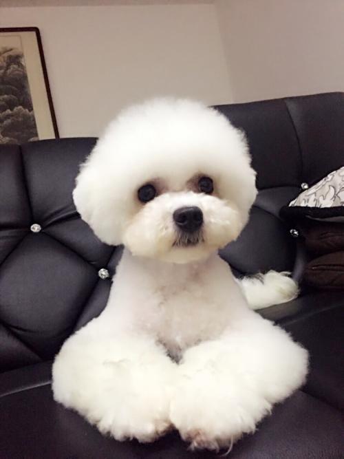 比熊是长嘴还是短嘴