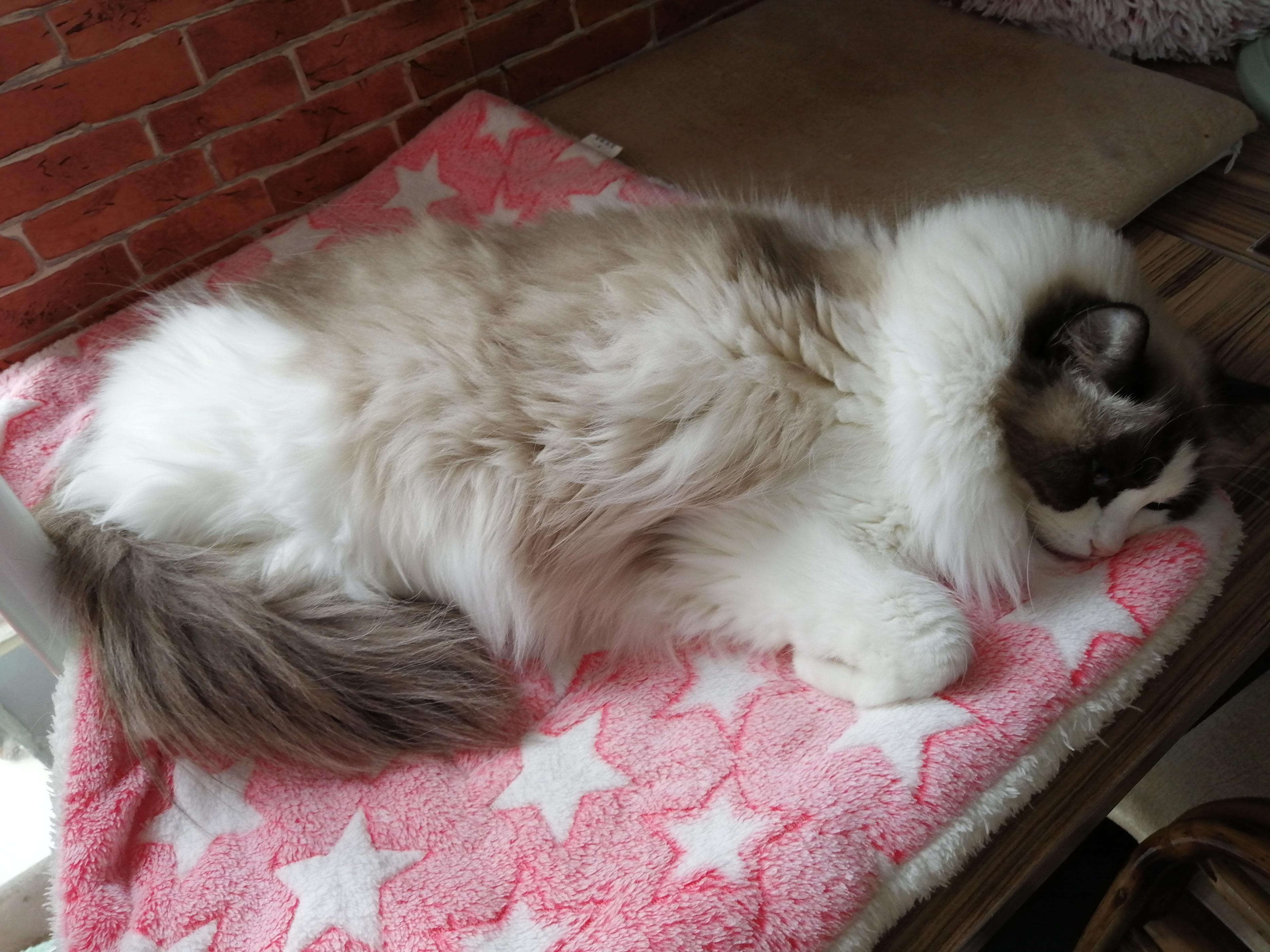 会用猫砂的猫突然乱拉屎