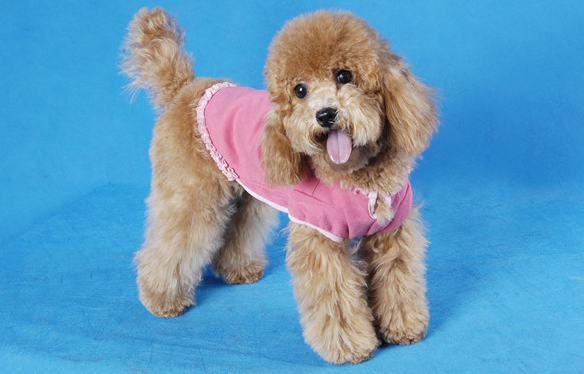 贵宾狗怎么形容