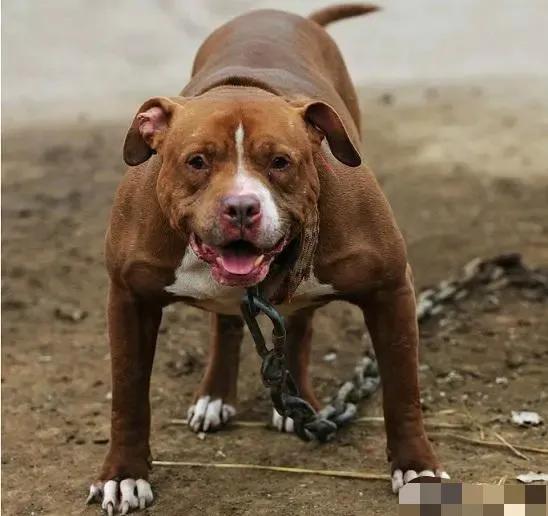 比特斗牛梗犬图片