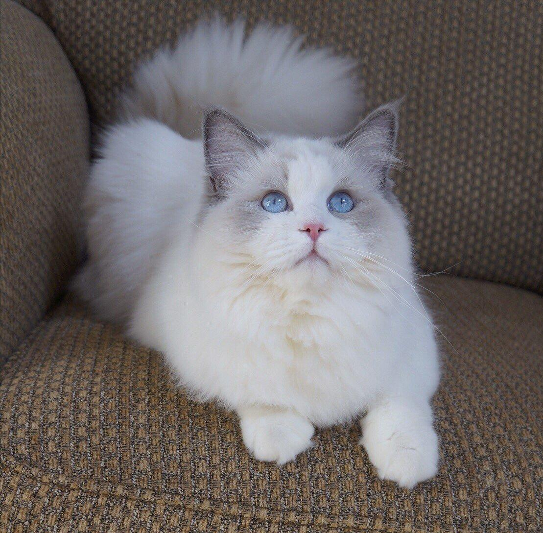 布偶猫的品种图解