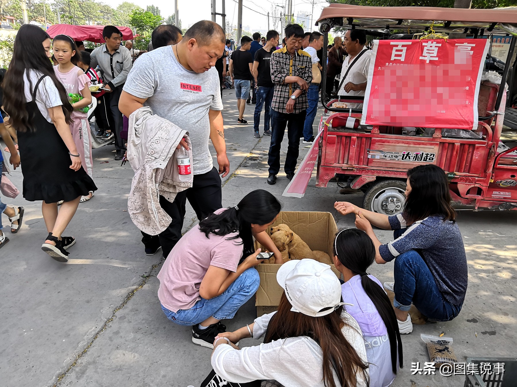 哪里买狗最便宜