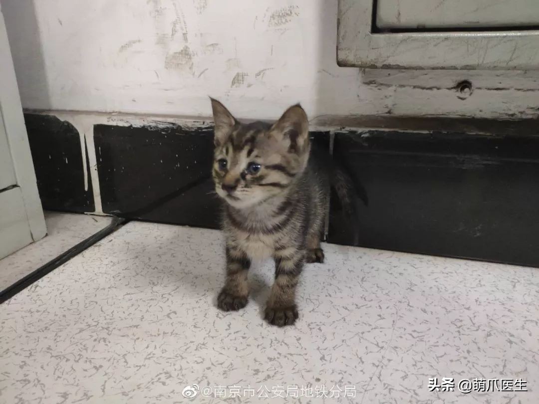 做地铁可以带宠物猫吗