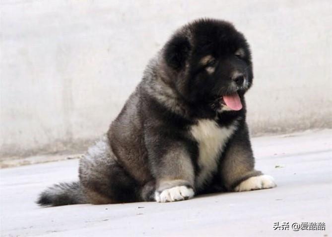 高加索和大高加索谁厉害