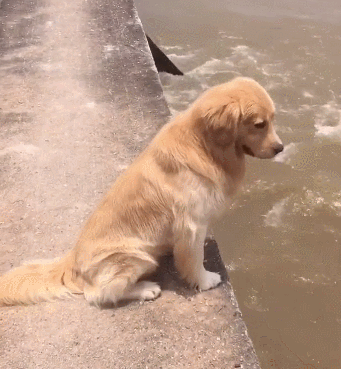 假金毛三个月图片