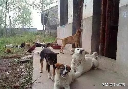 土狗子养殖一年大概能挣多少钱