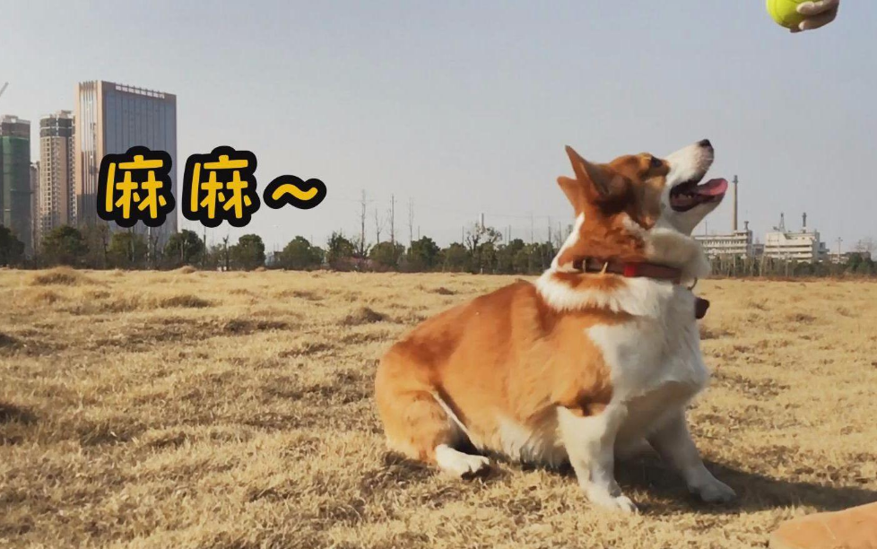 成年柯基体重和体长