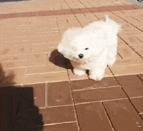 比熊多大开始懂事听话比熊多大开始懂事听话）