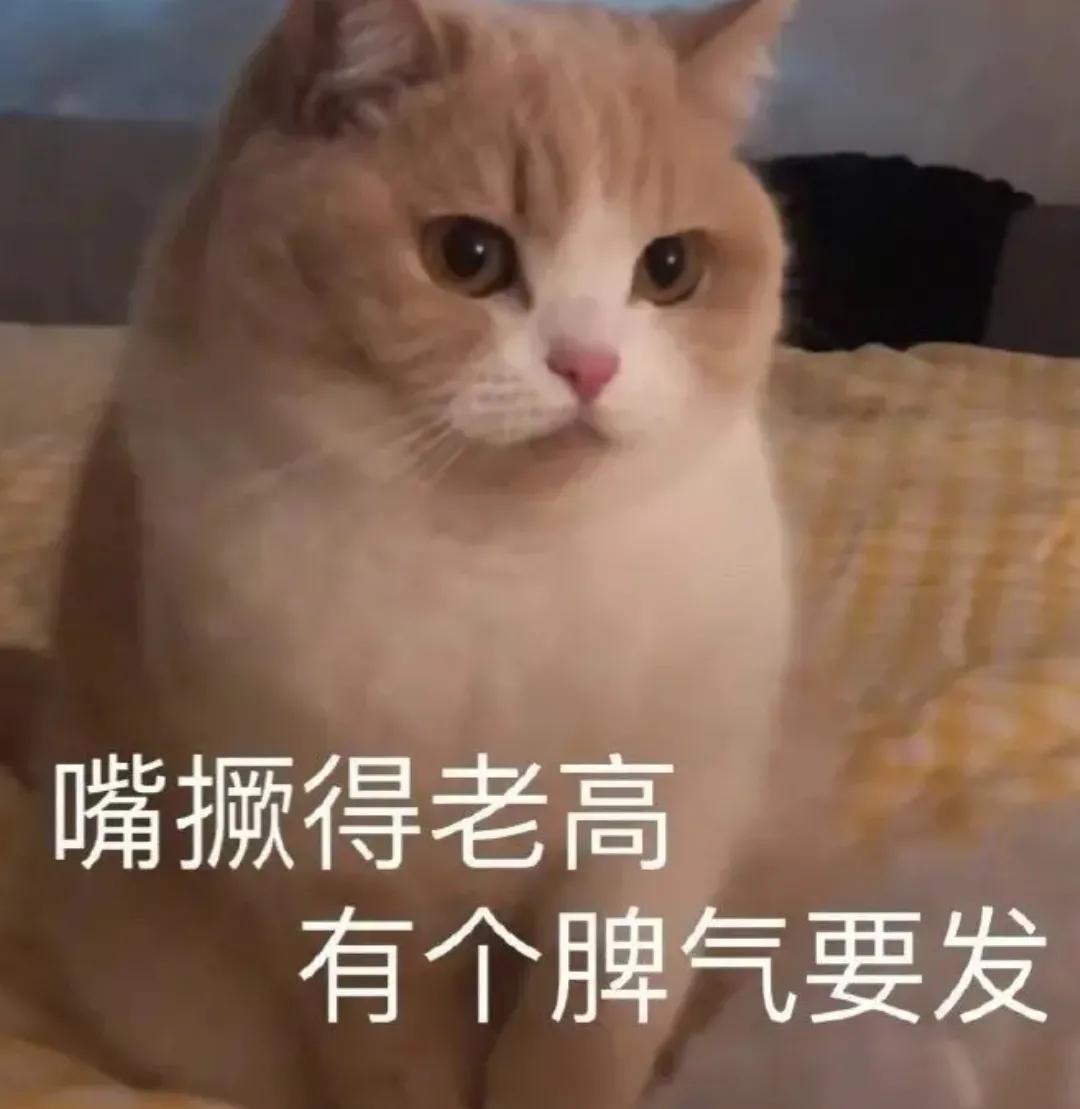 猥琐猫qq表情