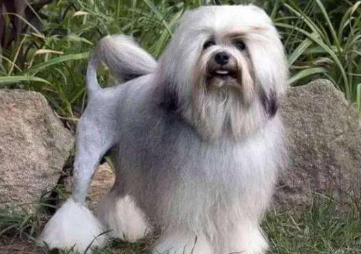 世界上最贵的狗多少钱