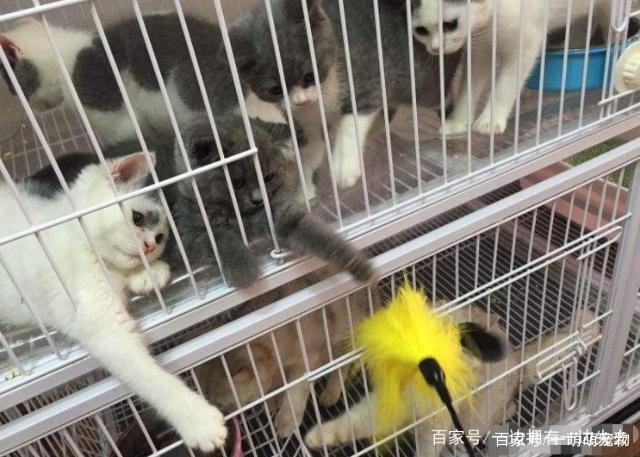 买宠物猫在哪个平台买比较好