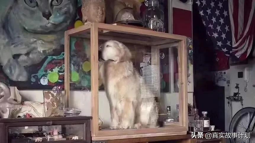 怎样制作动物标本