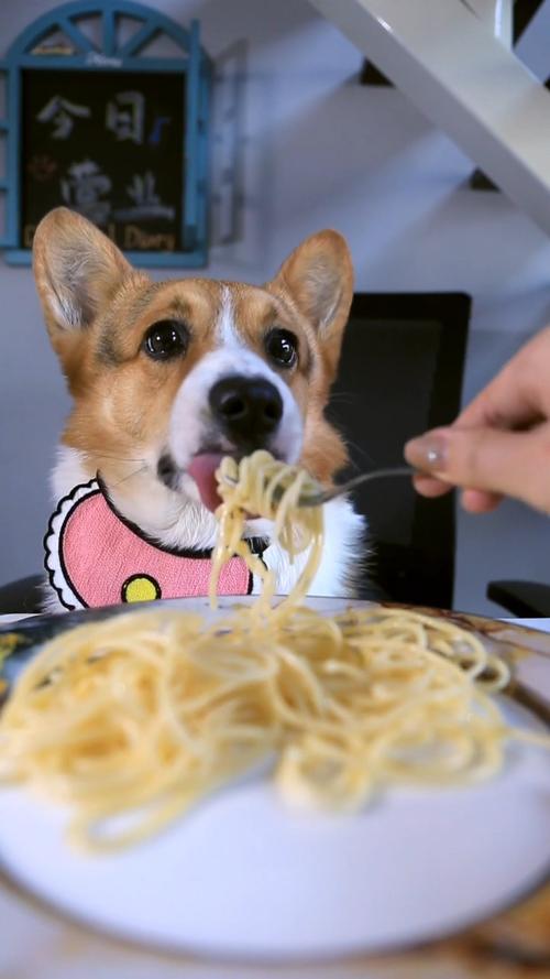 柯基吃什么食物最好