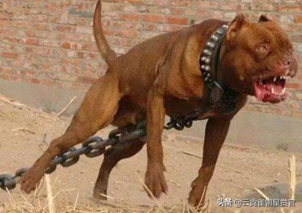 杜高犬和马犬哪个厉害