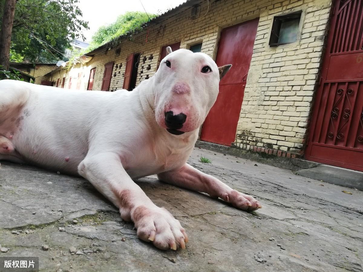 梗类犬的特点有哪些