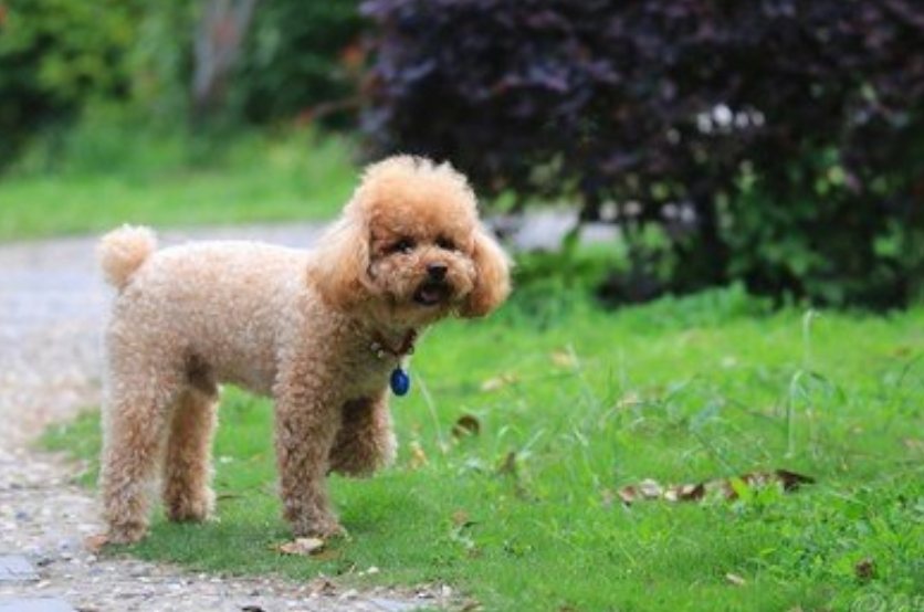 狗狗的后腿不敢着地是怎么回事