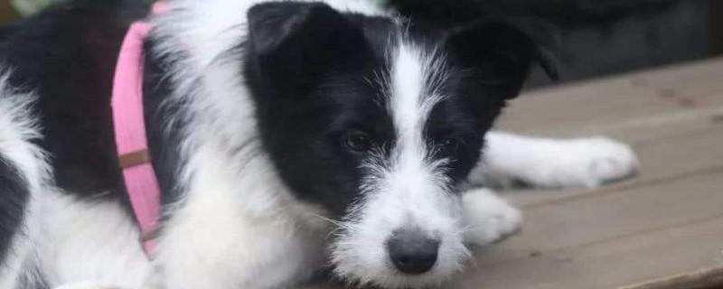 请问一下高铁可不可以带宠物狗