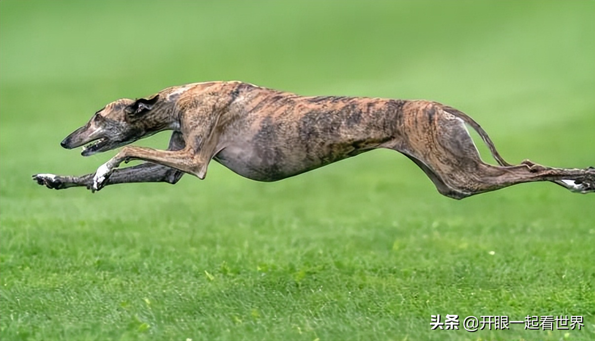 世界上最好的猎犬品种