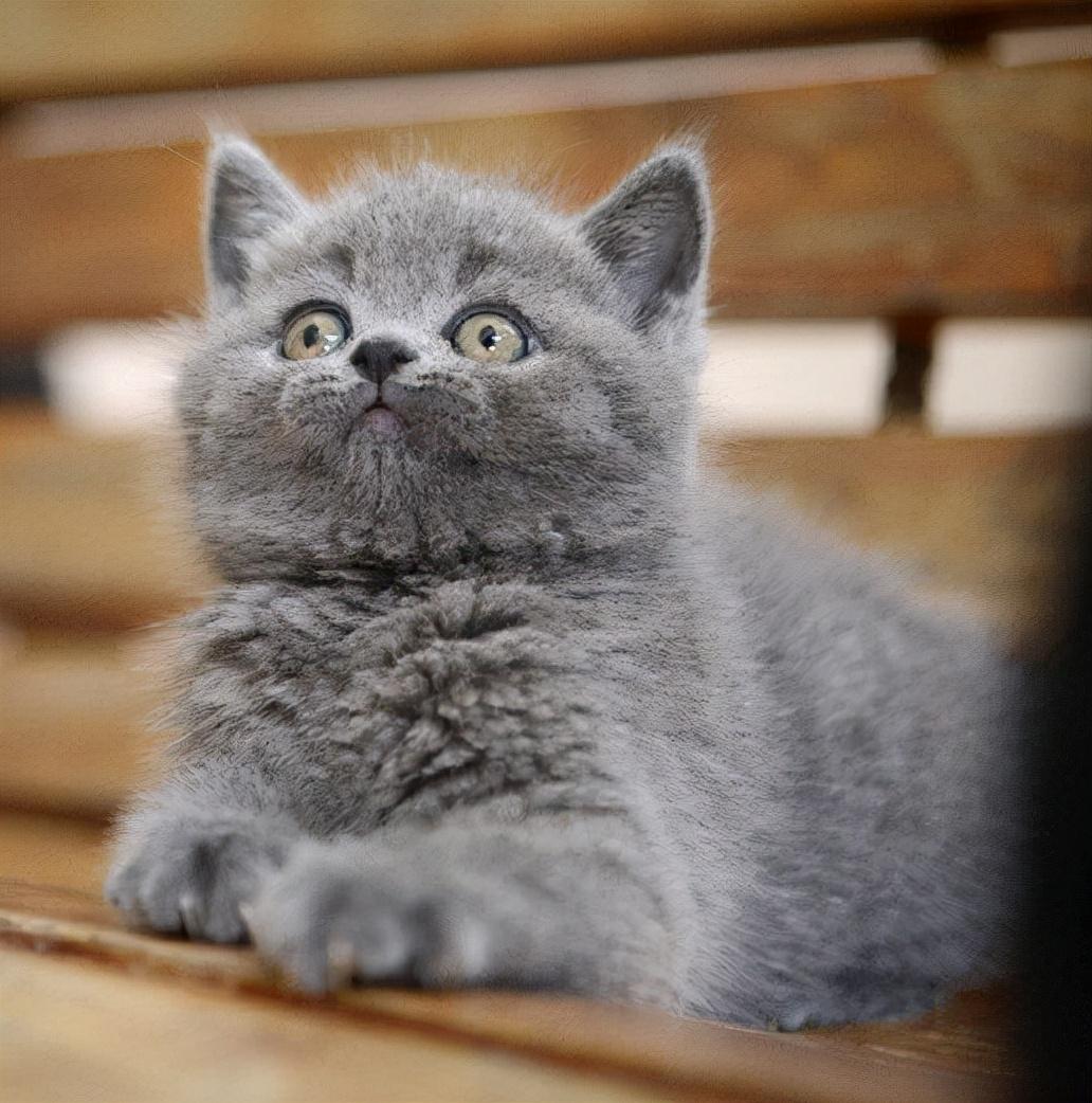 曼基康矮脚猫多少钱一只