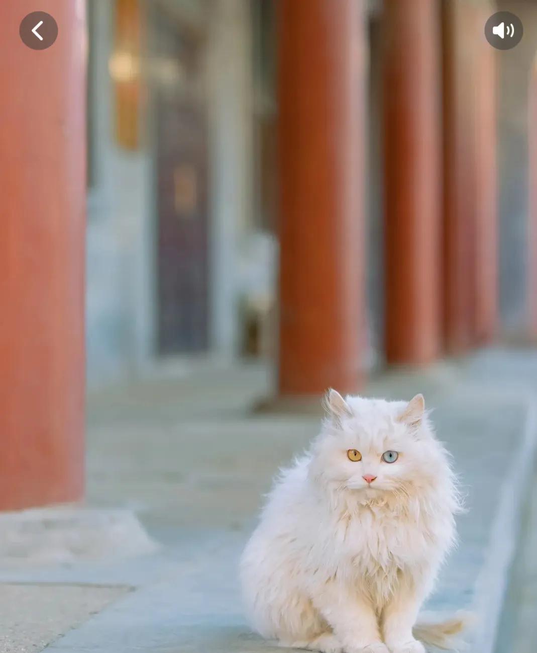 狮子猫黄眼睛跟蓝眼睛哪个更好看