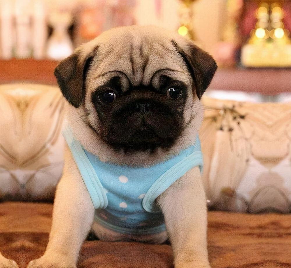 纯种巴哥犬图片