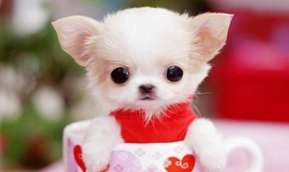 茶杯犬是怎么形成的