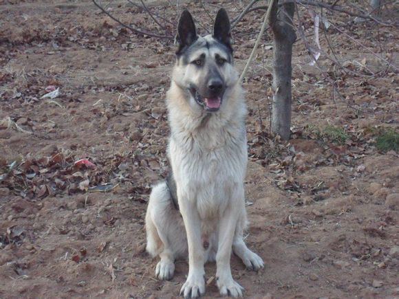 混血狼是狼还是狗