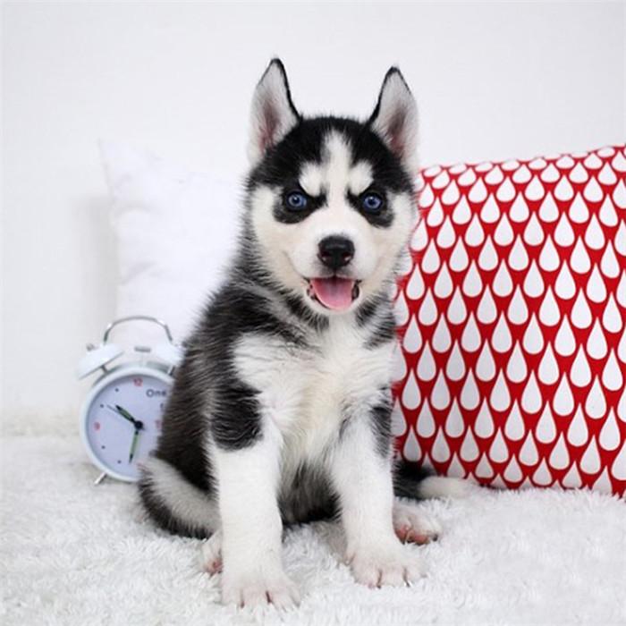 哈士奇狗一般多少钱一只