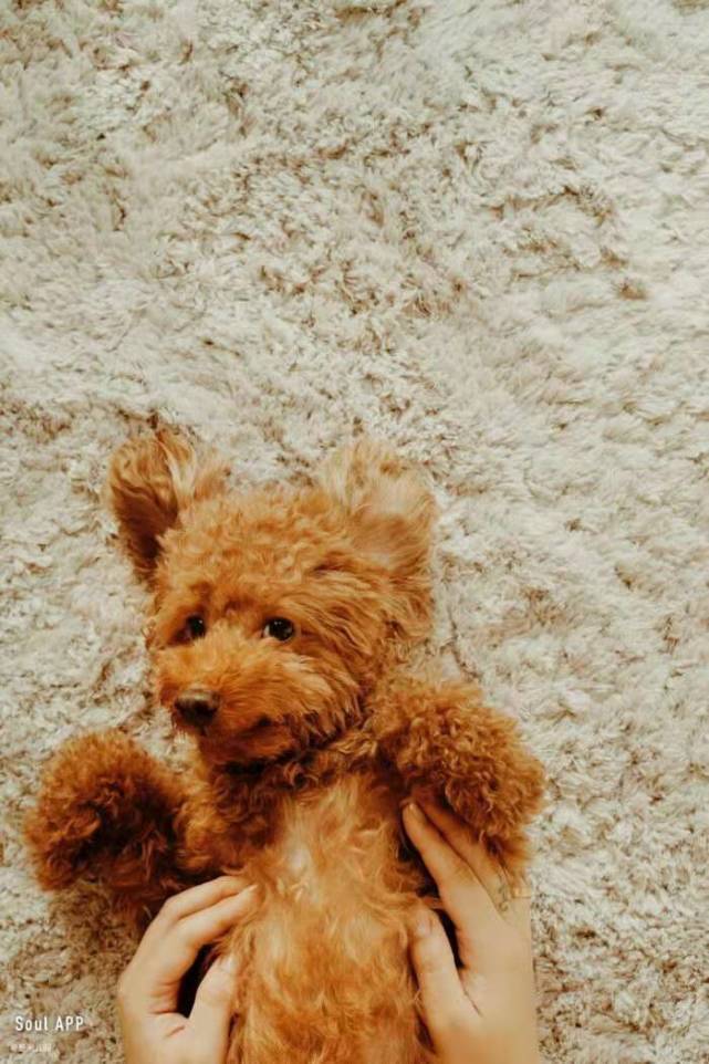 怎么避免狗狗老是假孕