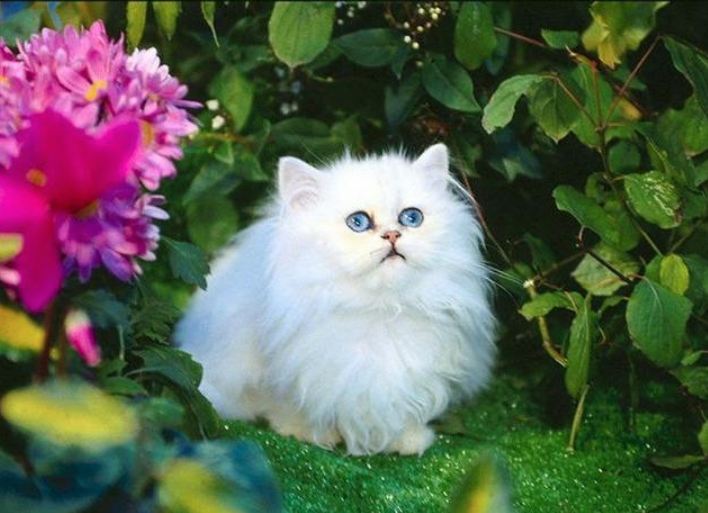 为什么不建议养波斯猫